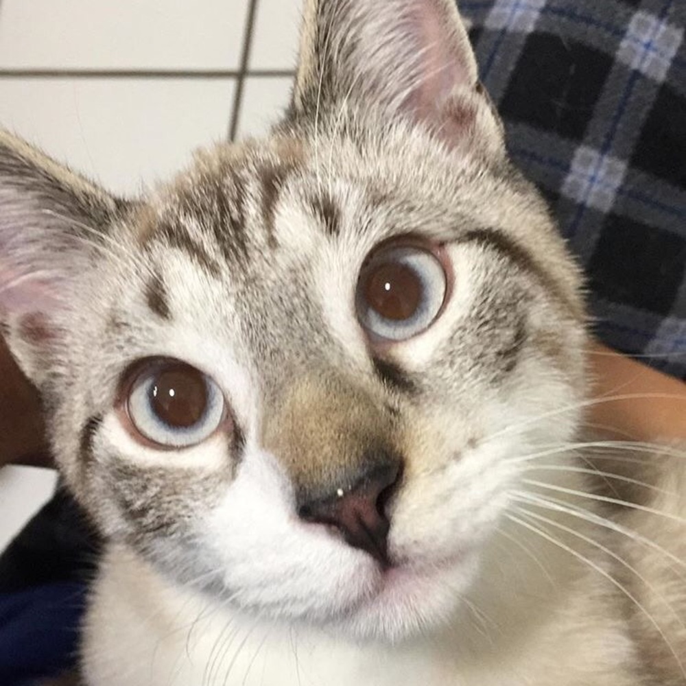 😻 ADOPTED!🌈